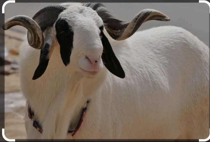 Fait divers :  Un  mouton avale un grigri anti -fer et échappe à l’abattage pour la Tabaski